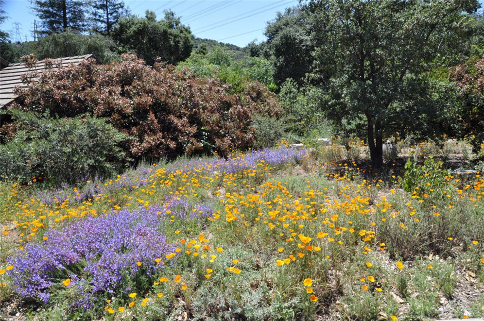 Descanso Gardens