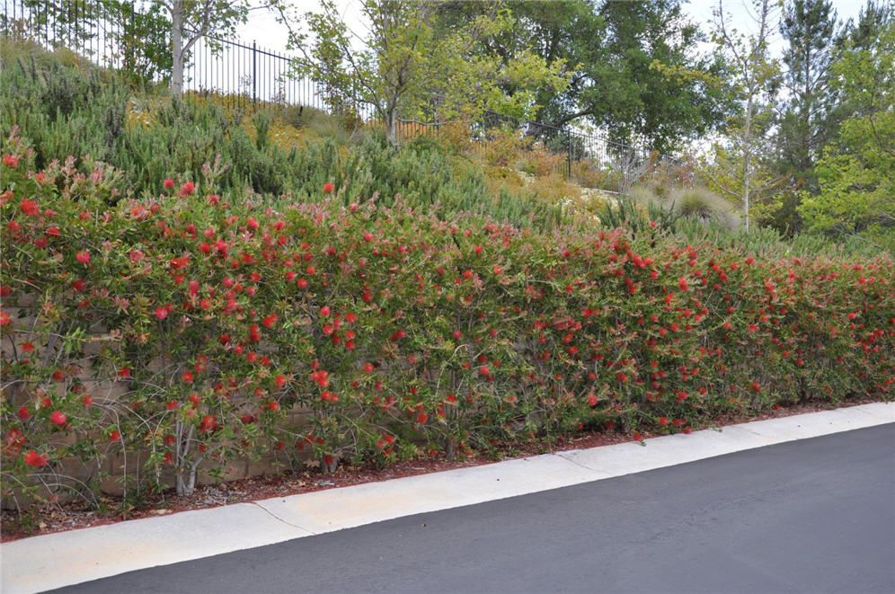 Bottle Brush Wall