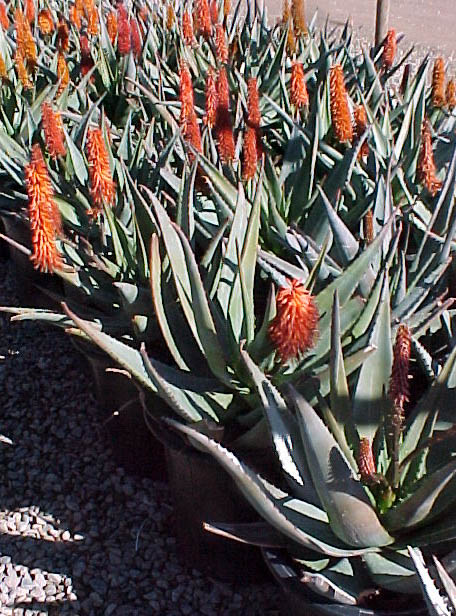 Bitter Aloe