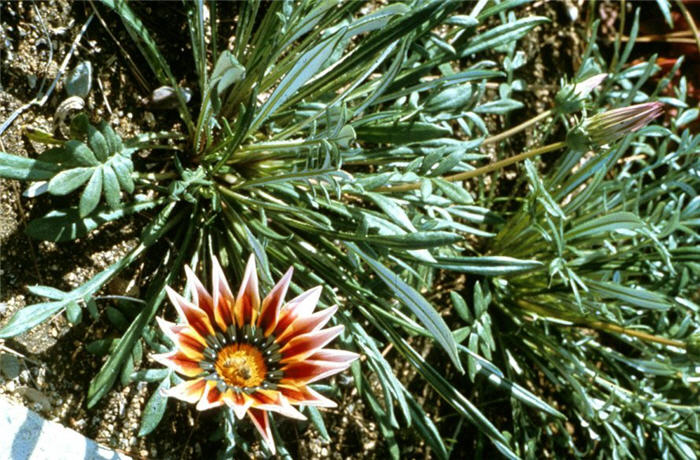 Gazania trailing 'Sunburst'