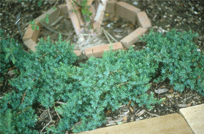 Plant photo of: Juniperus rigida conferta 'Blue Pacific'