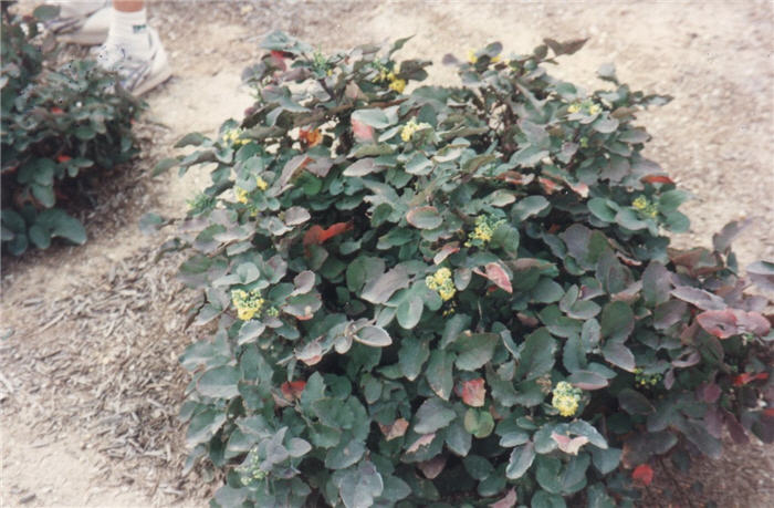 Creeping Barberry or Mahonia