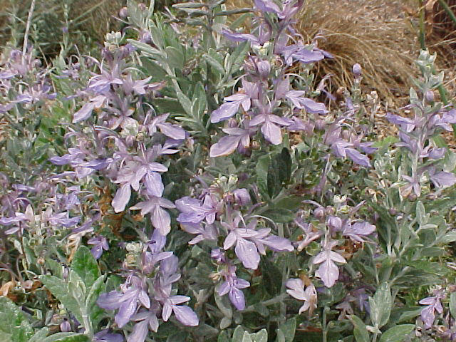 Azure Bush Germander