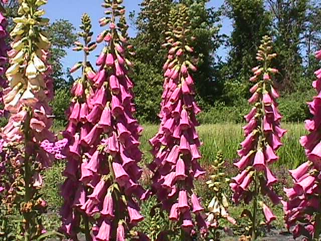 Common Foxglove