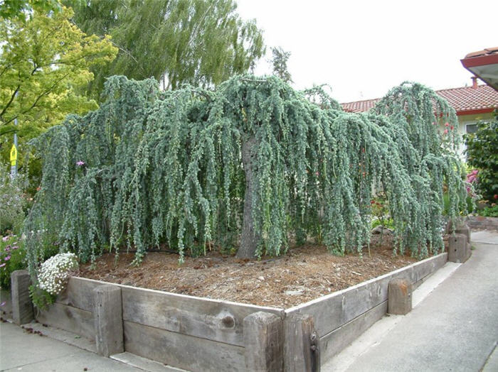 Cedrus atlantica 'Glauca Pendula'