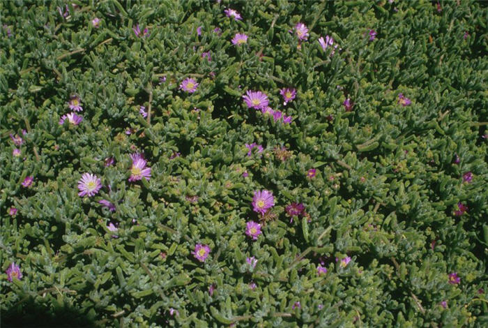 Drosanthemum hispidum