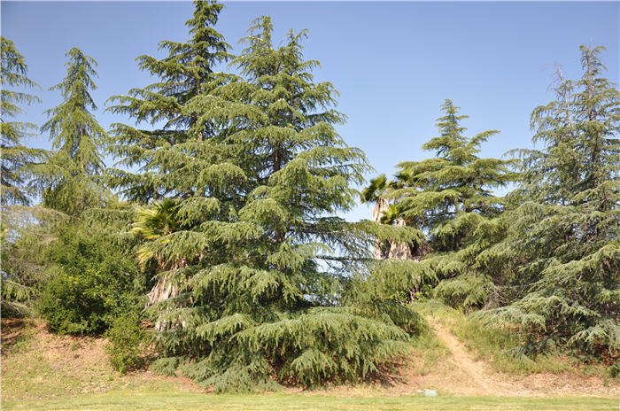 Deodar Cedar, Calif. Christmas Tree