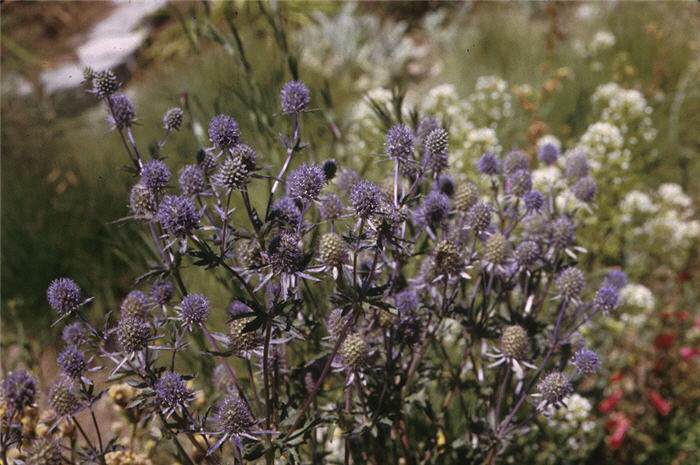 Blue or False Sea Holly