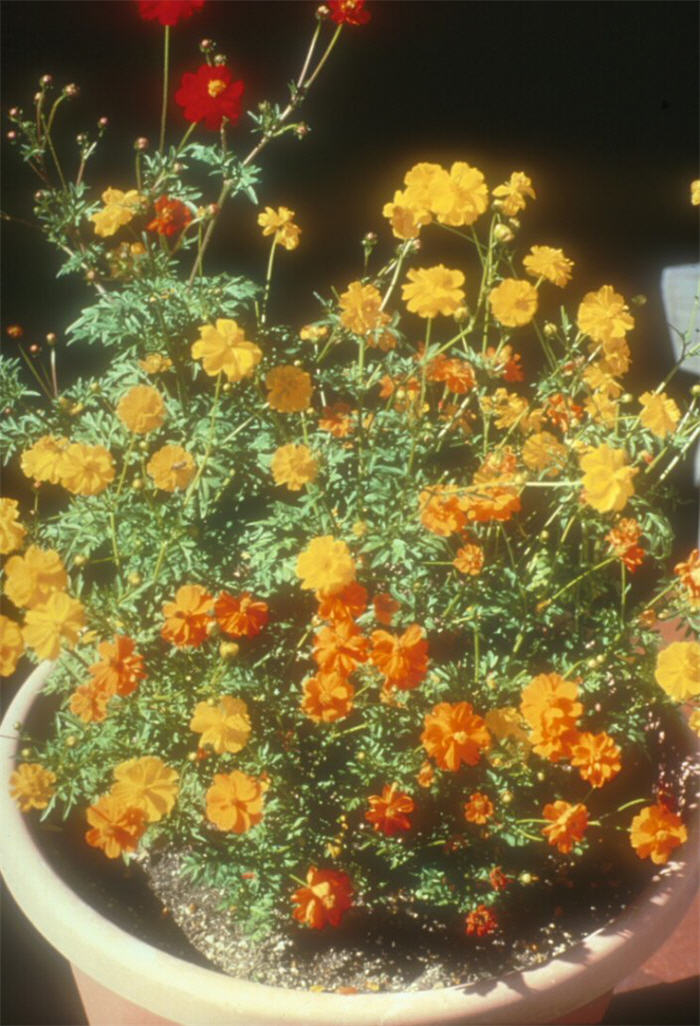 Yellow Cosmos