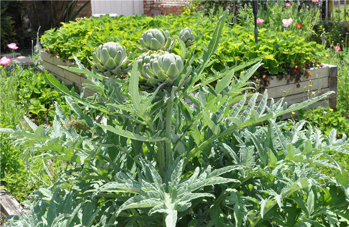 Plant photo of: Cynara scolymus