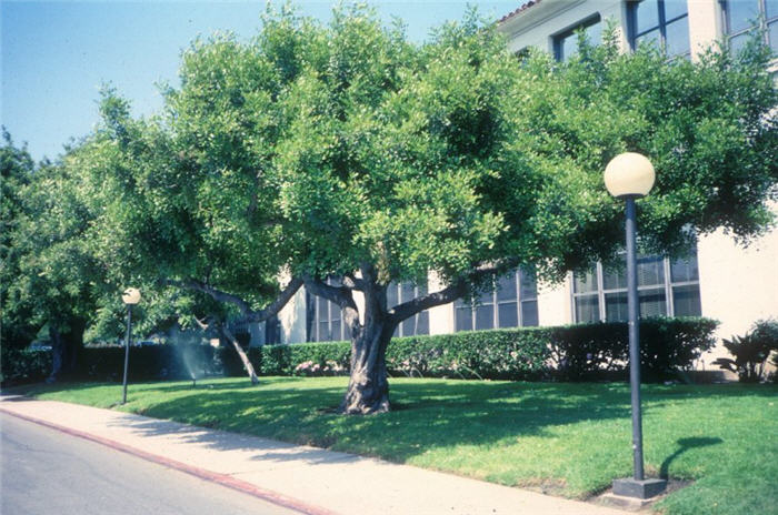 Carob Tree