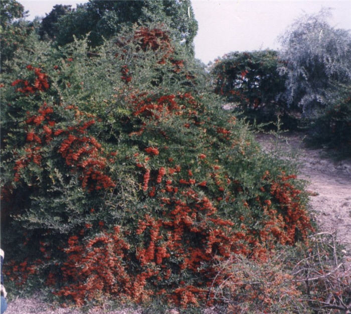 Pyracantha coccinea 'Fiery Cascade'