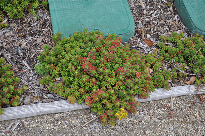 Sedum spurium 'Tricolor'