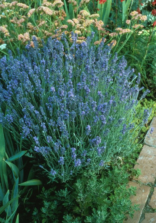 Lavandula angustifolia 'Lady'