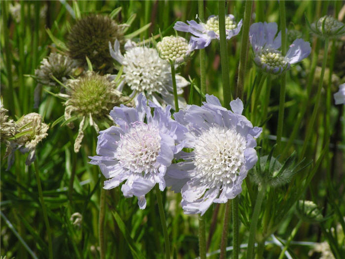 Scabiosa caucasica