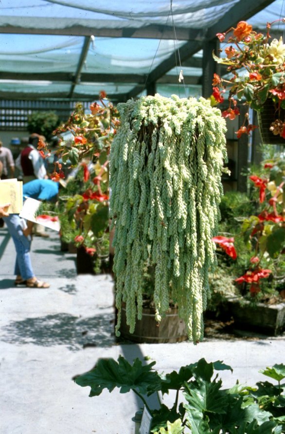 Donkey Tail, Burro Tail