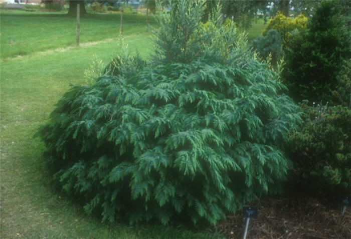 Juniperus conferta 'Blue Pacific'