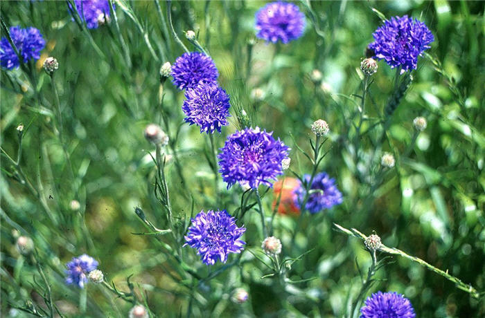 Cornflower, Bachelor's Button