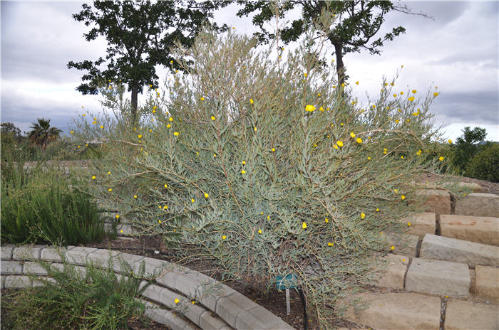 Bush Poppy