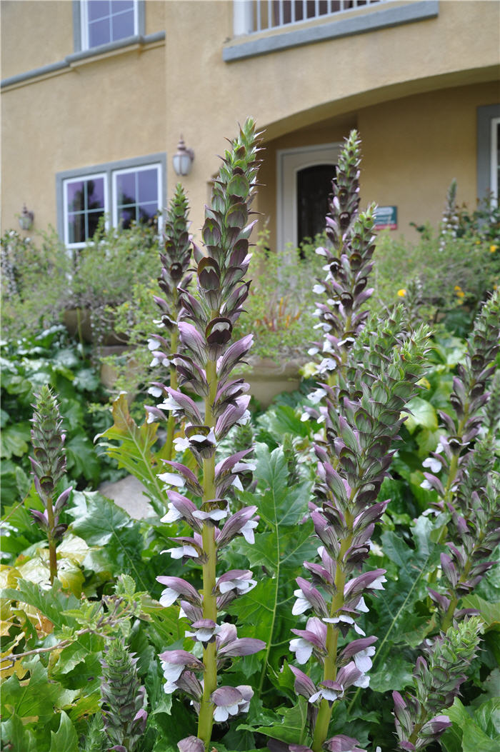 Plant photo of: Acanthus mollis