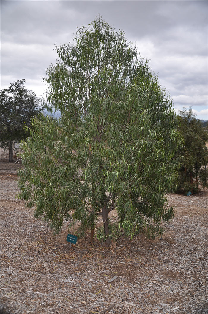 Plant photo of: Geijera parviflora