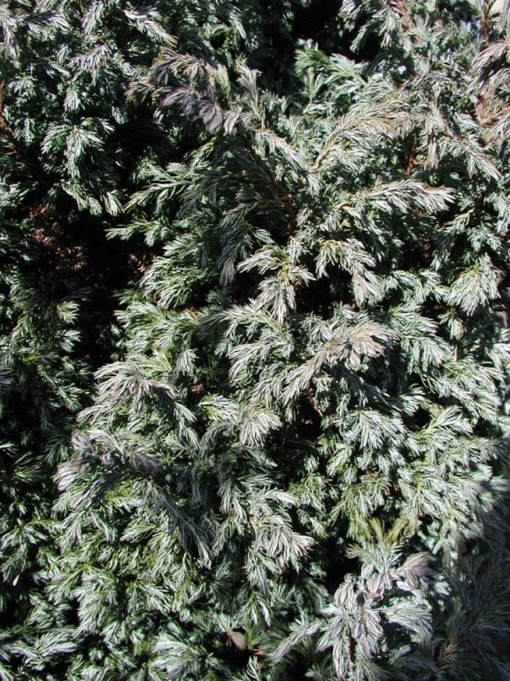 Red Eremophila