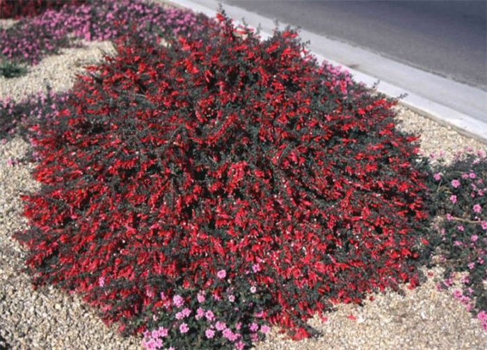 Plant photo of: Eremophila maculata v. brevifolia