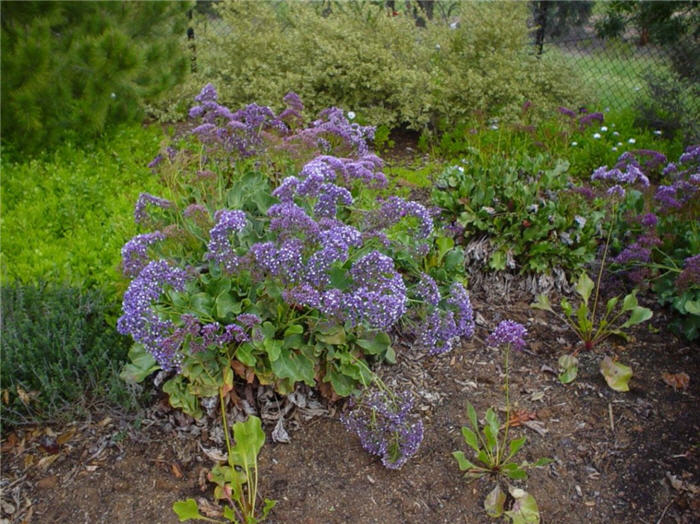 Plant photo of: Limonium perezii