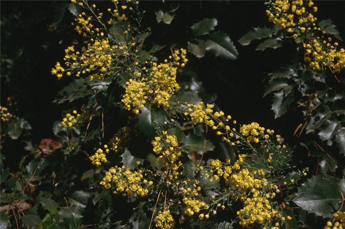 Plant photo of: Berberis 'Golden Abundance'