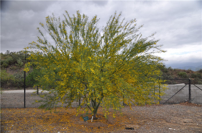 Mexican Palo Verde, Jerusalem Thorn