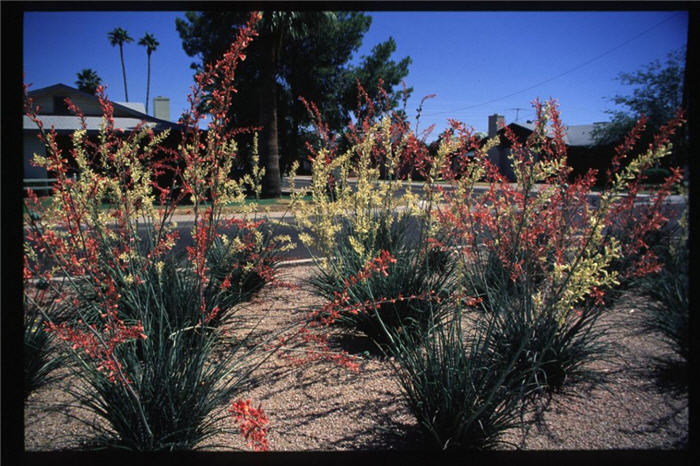 Bi-colored Hesperaloe