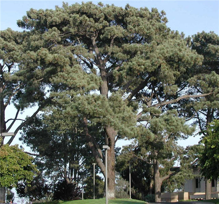 Torrey Pine