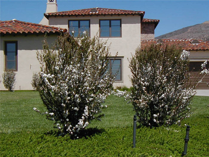 White Flowering Tea Tree