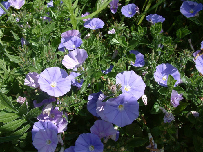 Plant photo of: Convolvulus sabaticus