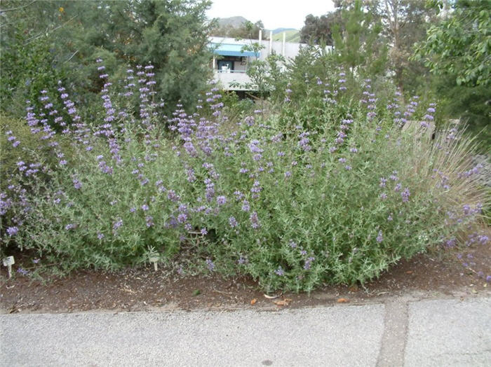 Plant photo of: Salvia leucophylla