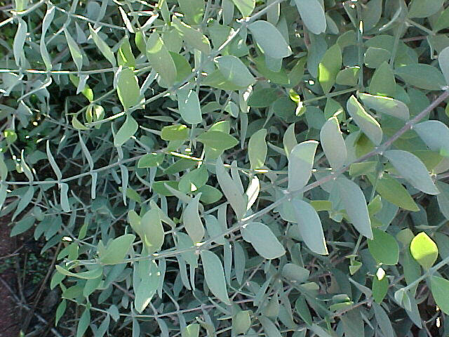 Jojoba, Goatnut