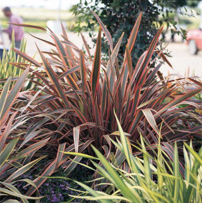 Pink Stripe Flax