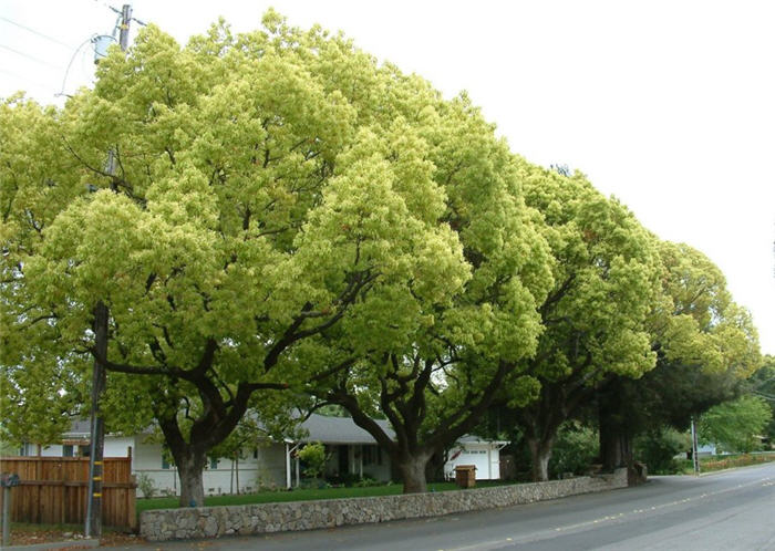 Camphor Tree