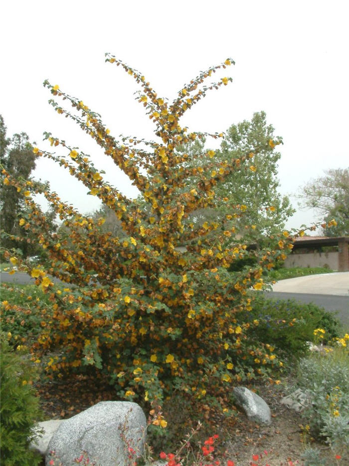 Fremontodendron 'California Glory'