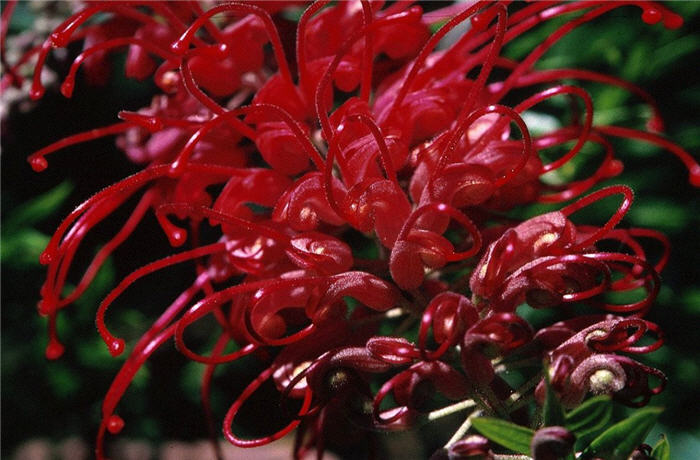 Grevillea 'Canberra Gem'