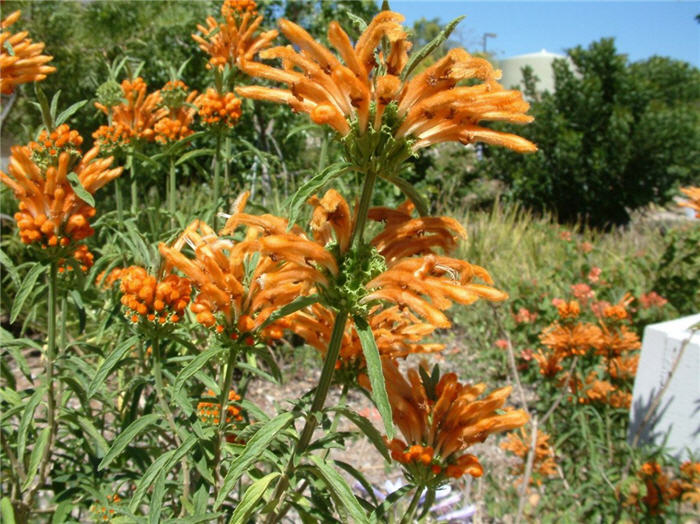 Leonotis leonorus