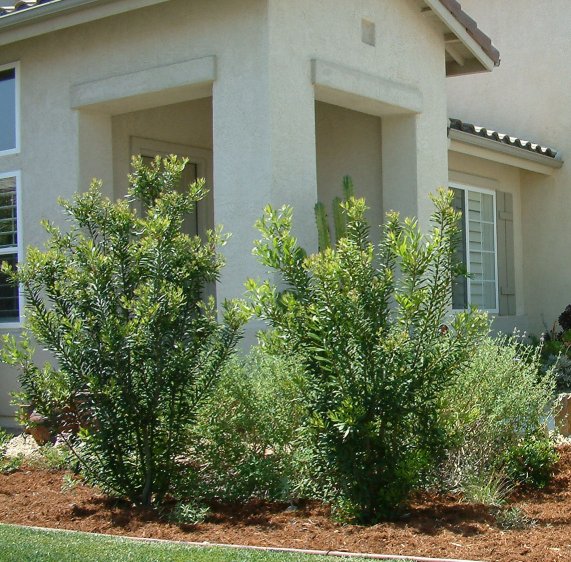 Plant photo of: Myrica californica