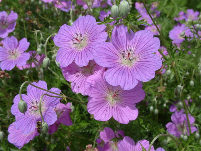 Plant photo of: Geranium incanum