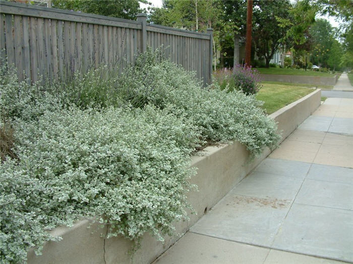 Licorice Plant