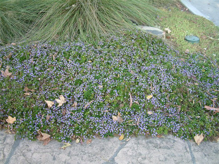 Scaevola albida 'Mauve Clusters'