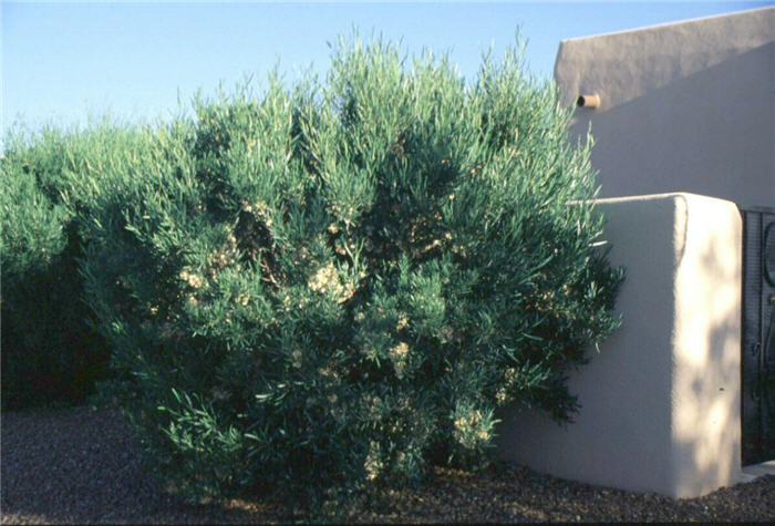 Hopseed Bush, 'a'li'i