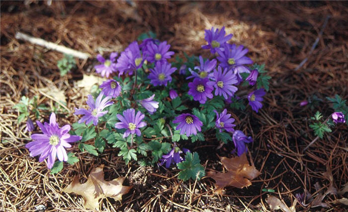 Windflower or Greek Anemone