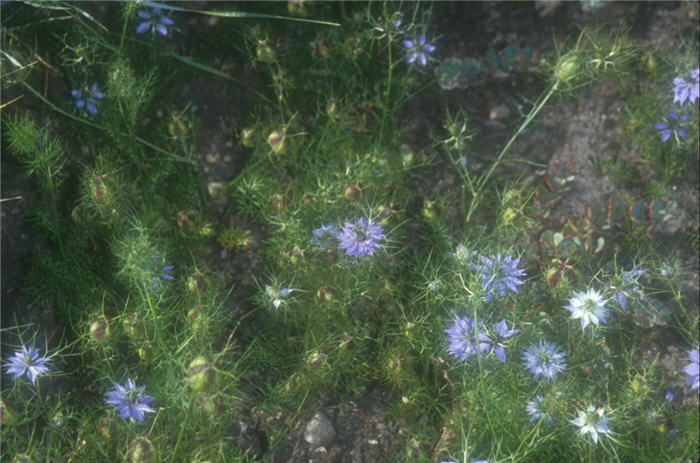 Nigella damascena