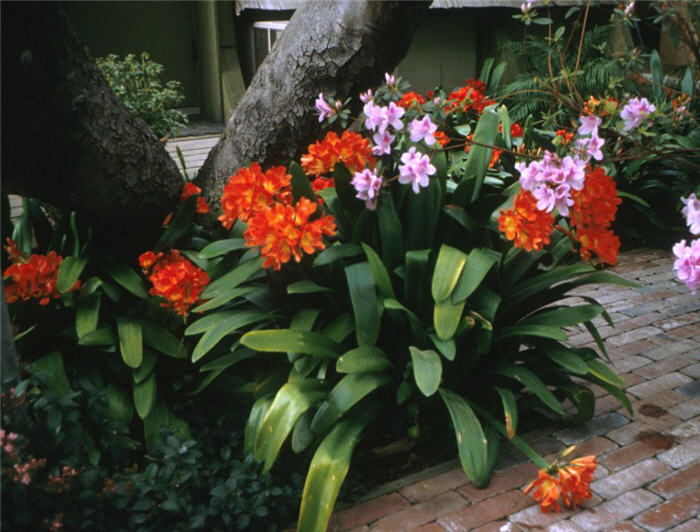 Kaffir Lily, Clivia