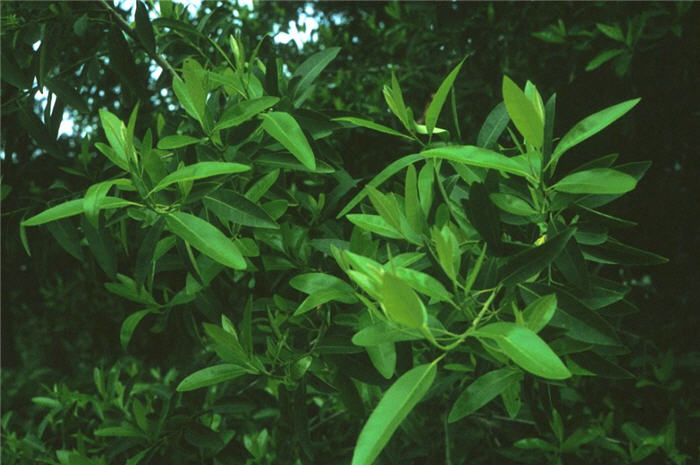 Plant photo of: Umbellularia californica